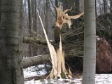 Orkantief Friederike  - Fuerstenberg-Delliehausen  (5)